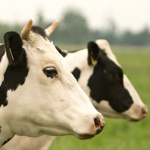 تغذیه گاوهای شیری - تغذیه گاو های خشک و تلیسه