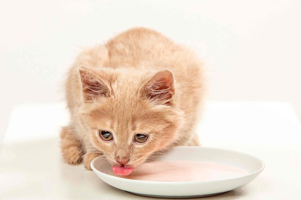 تغذیه بچه گربه
