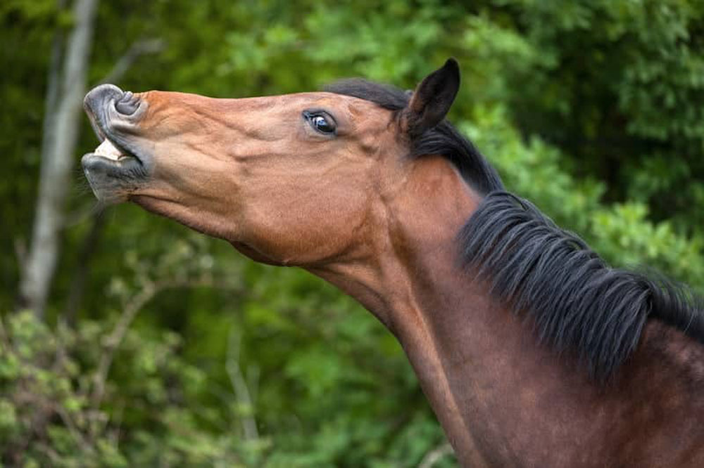 رفتار شناسی اسب ها