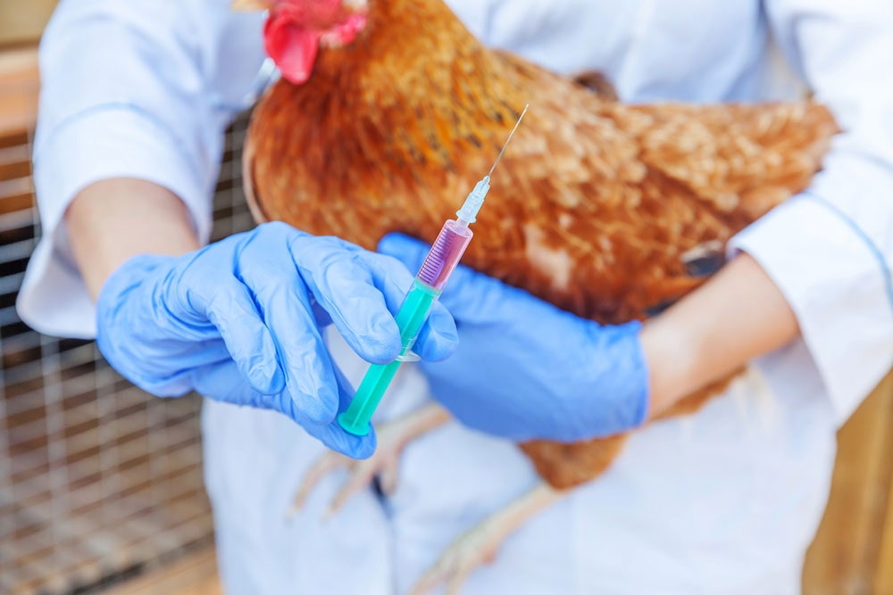 واکسیناسیون مرغ نژاد کاپ