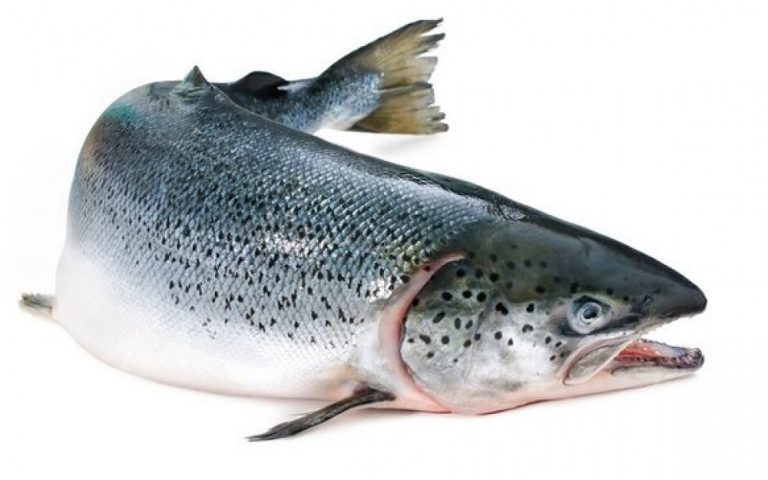 تغذیه ماهی قزل آلا