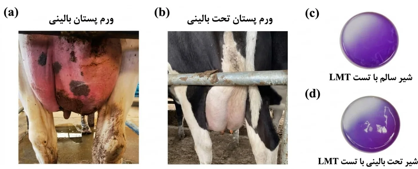 مقایسه ورم پستان بالینی و تحتبالینی با آزمون تشخیصی شیر